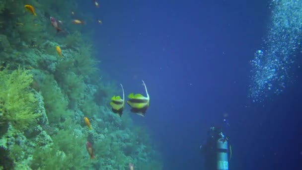 Peixe Mar Vermelho Bannerfish Mar Vermelho Heniochus Intermedius Peixes Nadam — Vídeo de Stock
