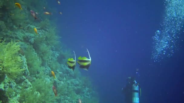 Röda Havets Fisk Röda Havet Bannerfish Heniochus Intermedius Fisk Simma — Stockvideo