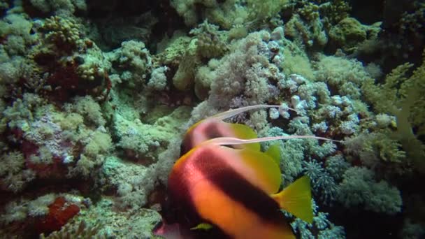 Peixe Mar Vermelho Bannerfish Mar Vermelho Heniochus Intermedius Peixes Nadam — Vídeo de Stock