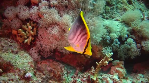 물고기 Heniochus Intermedius 어류가 산호초 헤엄쳐 다닌다 — 비디오