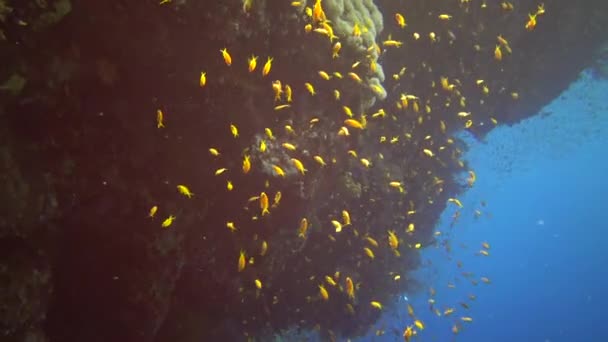 Schmuckelfenbarsch Pseudanthias Squamipinnis Und Viele Andere Fischarten Schwimmen Zwischen Den — Stockvideo