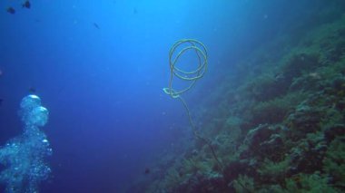 Resif elfi üzerinde sarmal mercan (Cirrhipathes spiralis). Kızıl Deniz, Mısır