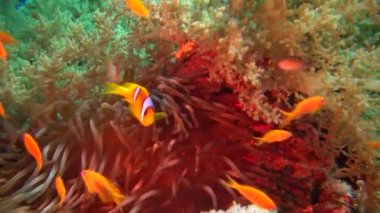 Kızıl Deniz Balığı. Kızıl Deniz Anemonbalığı (Amphiprion bicinctus). Yeşil deniz şakayıklarında yüzen evli bir çift, simbiyotik bir ilişki..