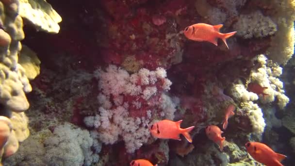 ジュエル フェアリー ベースレット Pseudanthias Squamipinnis やその他多くの魚は エジプトの紅海のサンゴ礁でサンゴの間を泳いでいます — ストック動画