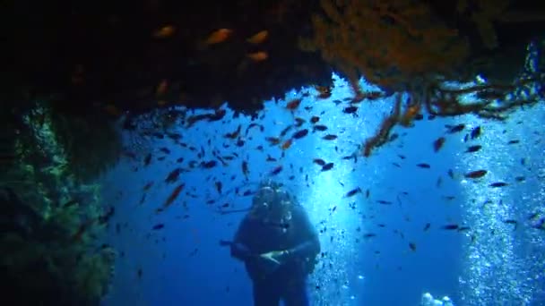 Taucher Schwimmen Der Nähe Eines Korallenriffs Entlang Einer Senkrechten Wand — Stockvideo