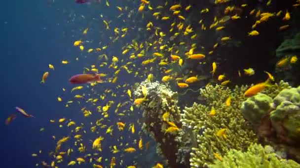 Jewel Fairy Basslet Pseudanthias Squamipinnis Many Other Species Fish Swim — Stock Video