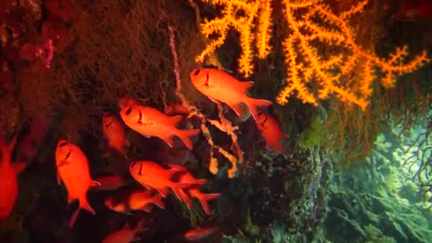 Juweel Fee Basslet Pseudanthias Squamipinnis Vele Andere Soorten Vissen Zwemmen — Stockvideo