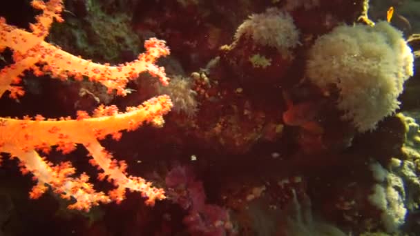 Mücevher Perisi Baslet Pseudanthias Squamipinnis Diğer Pek Çok Balık Türü — Stok video