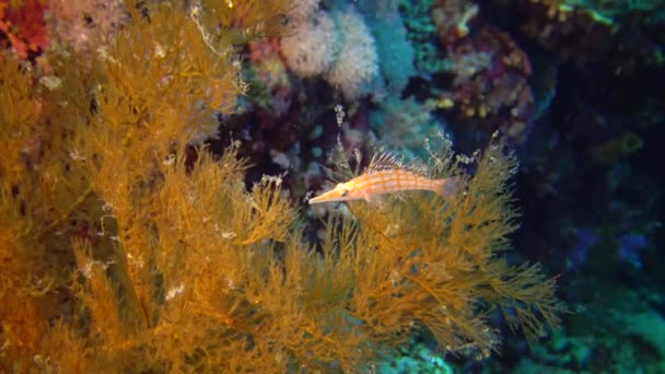 Longnose Hawkfish Oxycirrhites Typus Ryby Siedzą Gorgońskiej Rafie Koralowej Morzu — Wideo stockowe