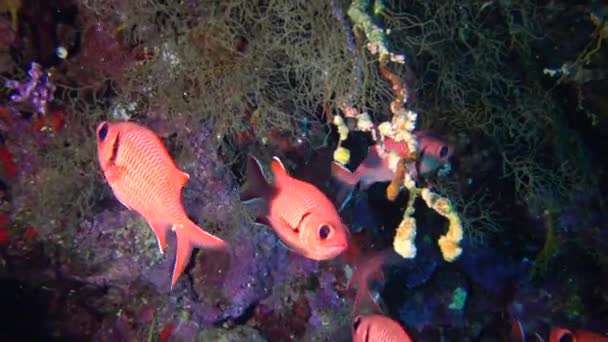 Schmuckelfenbarsch Pseudanthias Squamipinnis Und Viele Andere Fischarten Schwimmen Zwischen Den — Stockvideo