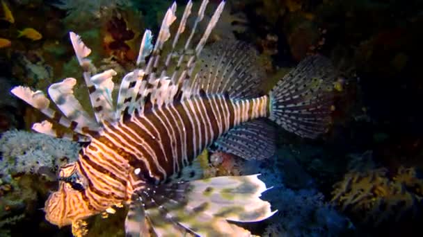 常见的狮子鱼 Pterois Volitans 捕猎和游过珊瑚礁 — 图库视频影像