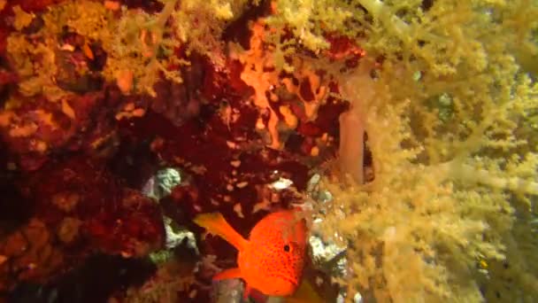 珊瑚石斑鱼 Cephalopholis Miniata 鱼慢慢游过珊瑚礁 — 图库视频影像