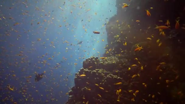 Joyau Achigan Fées Pseudanthias Squamipinnis Nombreuses Autres Espèces Poissons Nagent — Video