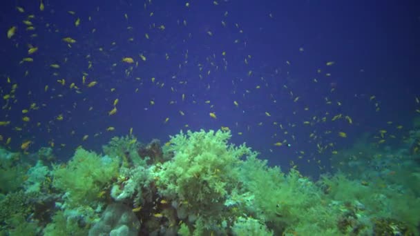 在埃及红海的珊瑚礁上 珠宝仙人掌 Ppseudanthias Squamipinnis 和许多其他种类的鱼在珊瑚中游动 — 图库视频影像
