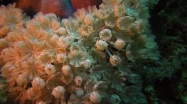 Mercan resifindeki yumuşak mercan polipleri Elf Ston planktonları, Kızıl Denizi, Mısır 'ı yakalıyor