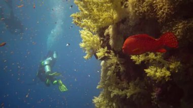 Dalgıçlar, bir çok tropikal balığın, Kızıl Deniz 'in ve Mısır' ın bulunduğu resif elfi üzerindeki dikey bir duvar boyunca mercan resiflerinin yanında yüzerler.