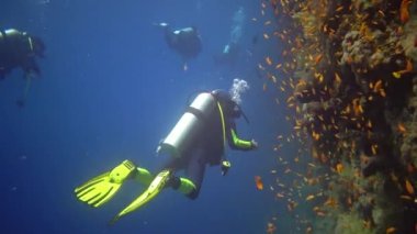 Dalgıçlar, bir çok tropikal balığın, Kızıl Deniz 'in ve Mısır' ın bulunduğu resif elfi üzerindeki dikey bir duvar boyunca mercan resiflerinin yanında yüzerler.