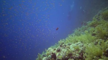 Mücevher perisi baslet (Pseudanthias squamipinnis) ve diğer pek çok balık türü Kızıl Deniz, Mısır 'daki resifler arasında yüzerler.