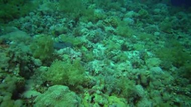 Deniz balığı Dev Moray (Gymnothorax javanicus), mercanlar arasında yüzer. Kızıl Deniz. Mısır.