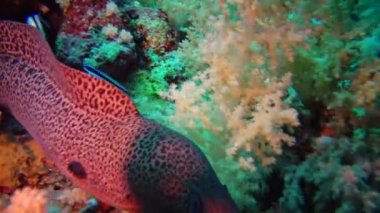 Deniz balığı Dev Moray (Gymnothorax javanicus), mercanlar arasında yüzer. Kızıl Deniz. Mısır.