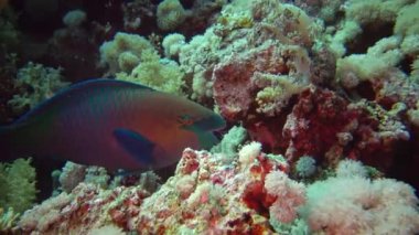 Deniz balığı Dev Moray (Gymnothorax javanicus), mercanlar arasında yüzer. Kızıl Deniz. Mısır.