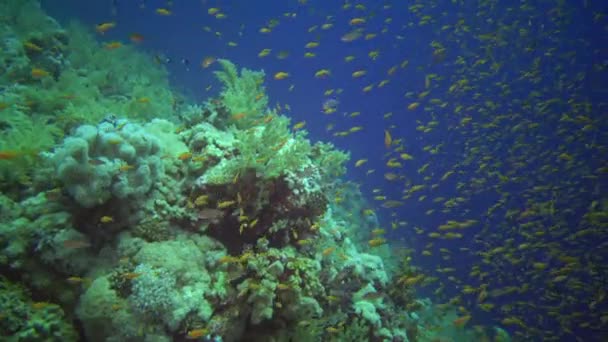 ジュエル フェアリー ベースレット Pseudanthias Squamipinnis やその他多くの魚は エジプトの紅海のサンゴ礁でサンゴの間を泳いでいます — ストック動画
