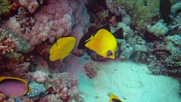 Butterflyfish Mascarado Chaetodon Semilarvatus Peixes Nadam Lentamente Sobre Recife Coral — Vídeo de Stock