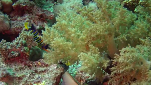 Koraalrif Rode Zee Abu Dubb Prachtig Onderwaterlandschap Met Tropische Vissen — Stockvideo