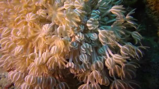 Polypes coralliens mous sur le récif corallien Elfin Ston capture plancton, Mer Rouge, Egypte