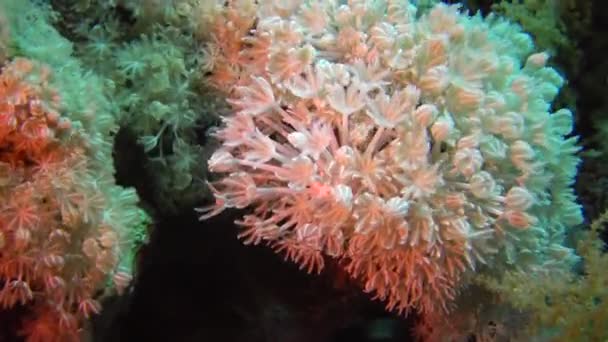 Pólipos Coral Blandos Arrecife Coral Elfin Ston Catch Plankton Mar — Vídeo de stock