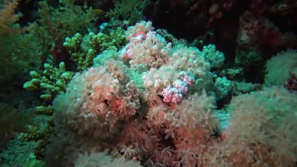 Pólipos Coral Blandos Arrecife Coral Elfin Ston Catch Plankton Mar — Vídeo de stock