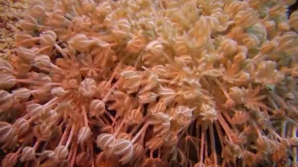 Soft Coral Polyps Coral Reef Elfin Ston Catch Plankton Red — Stock Video