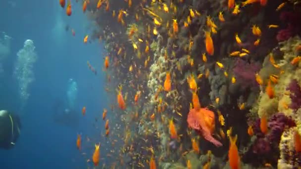 Los Buceadores Nadan Cerca Arrecife Coral Largo Una Pared Vertical — Vídeos de Stock