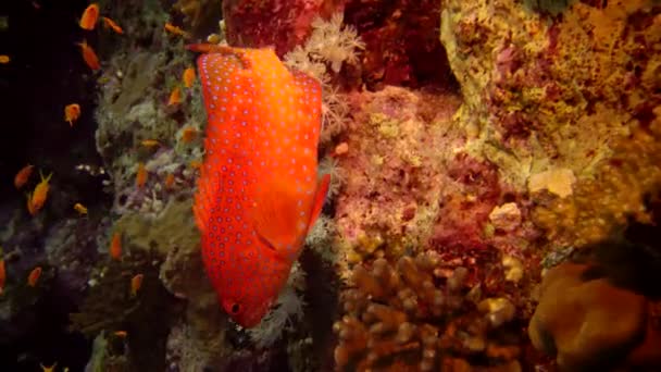 Les Plongeurs Nagent Près Récif Corallien Long Mur Vertical Sur — Video