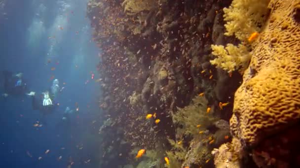 Les Plongeurs Nagent Près Récif Corallien Long Mur Vertical Sur — Video