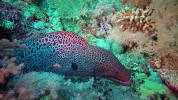 Θαλάσσια Ψάρια Giant Moray Gymnothorax Javanicus Κολυμπούν Ανάμεσα Κοράλλια Ερυθρά — Αρχείο Βίντεο