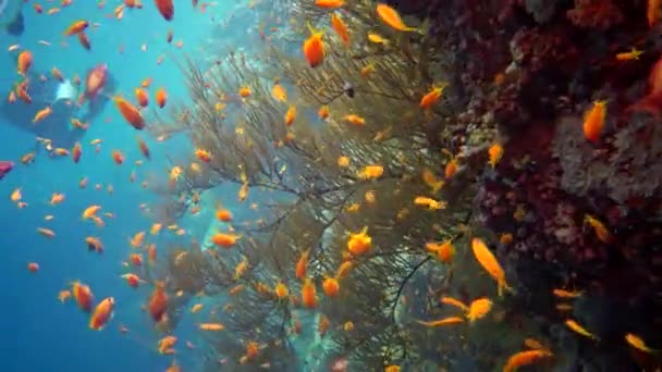 Joyau Achigan Fées Pseudanthias Squamipinnis Nombreuses Autres Espèces Poissons Nagent — Video