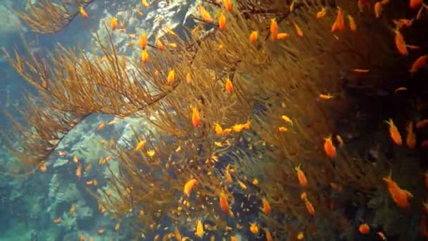 Kołyska Wróżkowa Pseudanthias Squamipinnis Wiele Innych Gatunków Ryb Pływają Wśród — Wideo stockowe