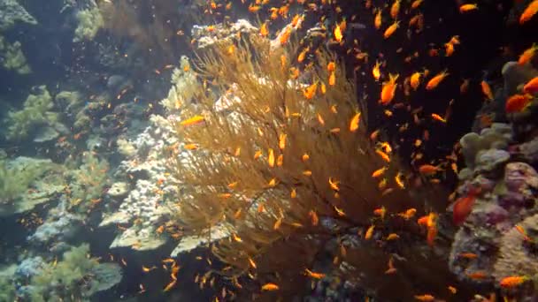 Kołyska Wróżkowa Pseudanthias Squamipinnis Wiele Innych Gatunków Ryb Pływają Wśród — Wideo stockowe