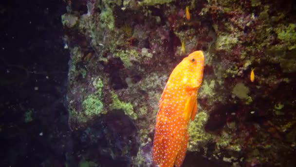 Taucher Schwimmen Der Nähe Eines Korallenriffs Entlang Einer Senkrechten Wand — Stockvideo