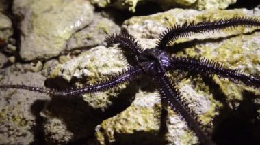 Kırılgan yıldız (Ophiocoma scolopendrina) yiyecek aramak için kıyıya yakın sığ sularda sürünüyor, Marsa Alam, Abu Dabab, Mısır