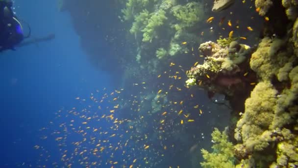 잠수부들은 산호초 근처에서 지방의 물고기들 이집트의 산호초 헤엄치고 — 비디오