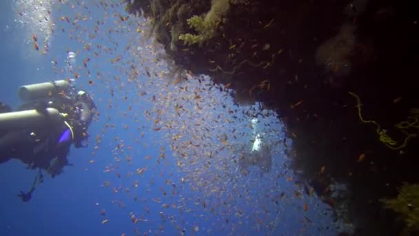 ダイバーはリーフエルフィンストーンの垂直壁に沿ってサンゴ礁の近くで泳ぐ熱帯魚の多くは エジプト — ストック動画
