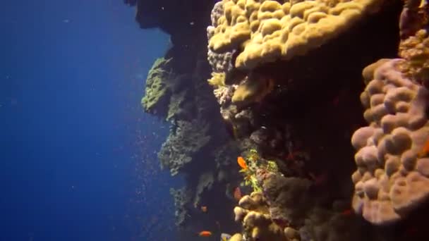 Los Buceadores Nadan Cerca Arrecife Coral Largo Una Pared Vertical — Vídeos de Stock