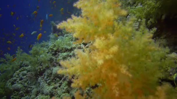 Los Buceadores Nadan Cerca Arrecife Coral Largo Una Pared Vertical — Vídeos de Stock