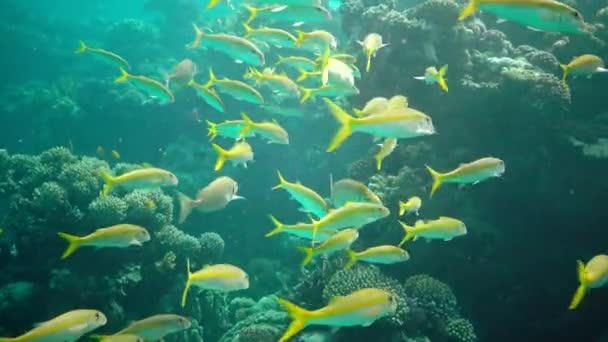 イエローフィン ゴアティフィッシュ Mulloides Vanicolensis 魚の群れはゆっくりとサンゴ礁の上を泳ぐ 紅海の魚 — ストック動画