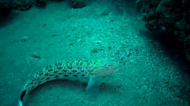 Arenaria Maculata Parapercis Hexophthalma Fondo Sabbioso Vicino Una Barriera Corallina — Video Stock