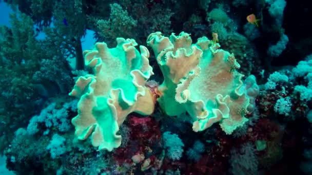 红海的珊瑚礁 埃及阿布杜布 美丽的水下景观与热带鱼和珊瑚 生物礁 — 图库视频影像