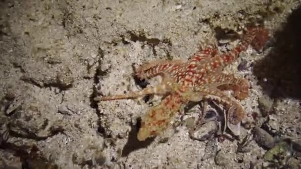 Octopus Crawls Shallow Water Night Coral Reef Red Sea — Stock Video