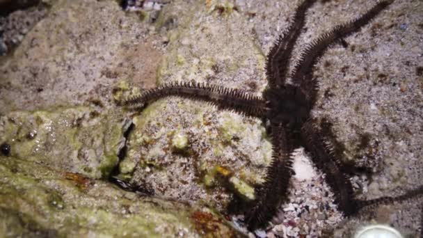 Brittle Star Ophiocoma Scolopendrina Повзе Мілководді Біля Берега Пошуках Їжі — стокове відео